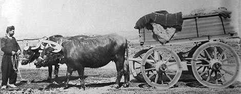Биволски впряг 1917г.