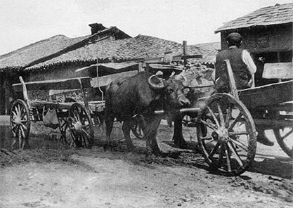 Биволски впряг 1919г.